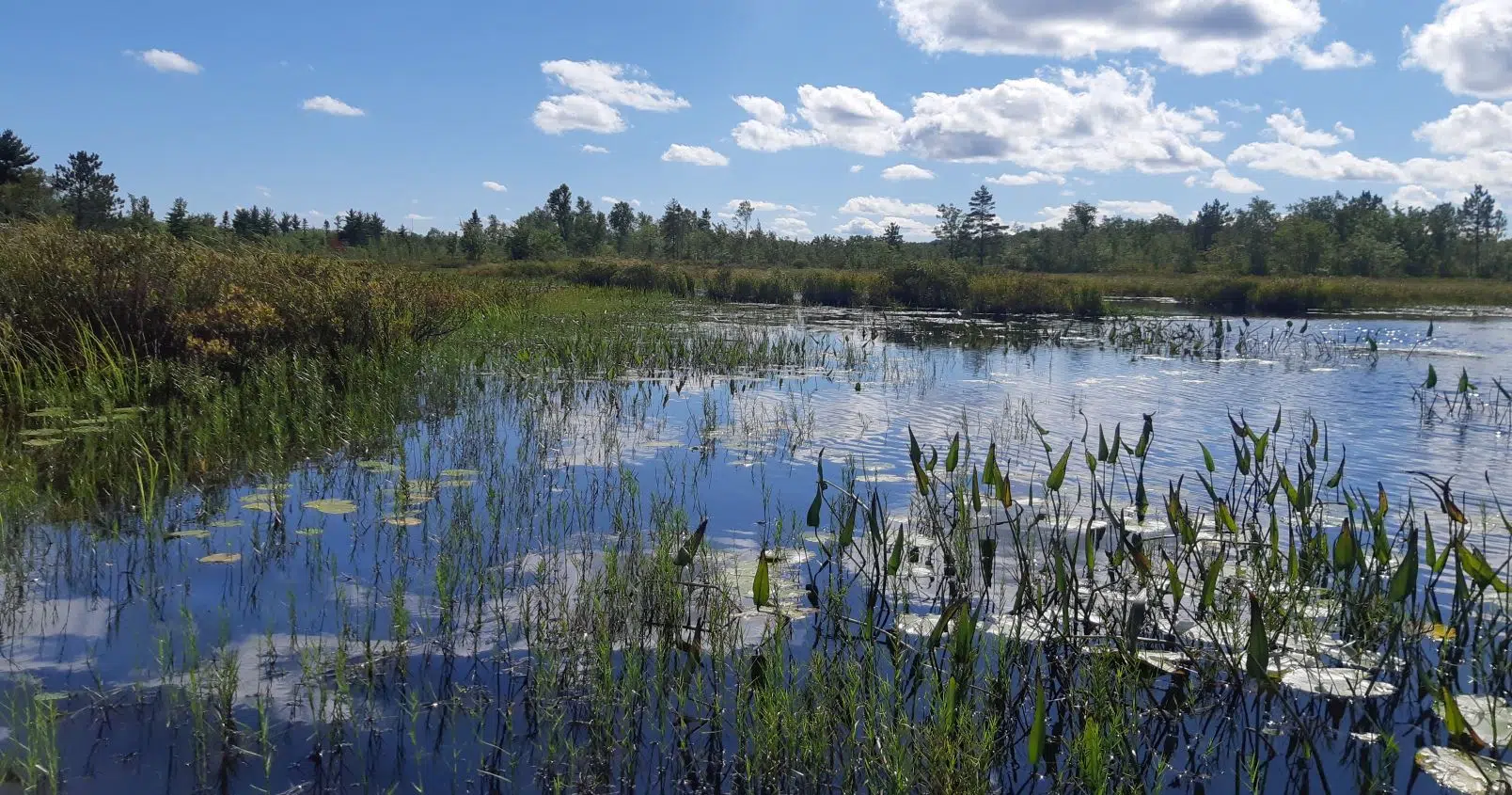 Forest harvesting plans near Minamkeak Lake halted