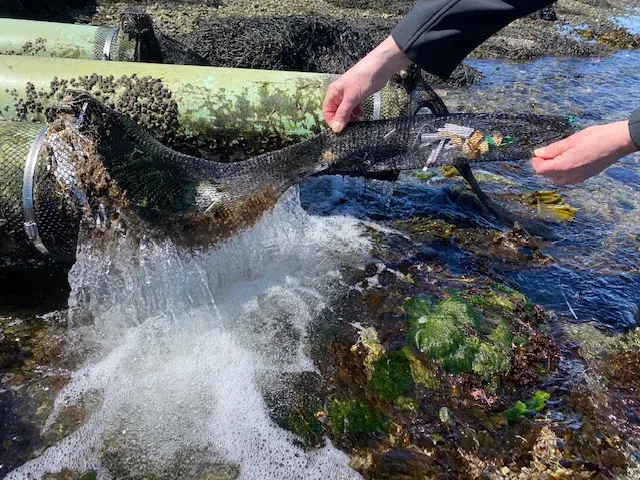 Lobster facility comes up with simple and effective solution for pollution