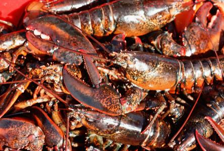 Brazil Rock 33/34 Executive Director Talks Lobster Prices - Vimarsana News