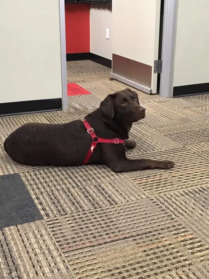 Can I Bring My Service Dog In Training To School