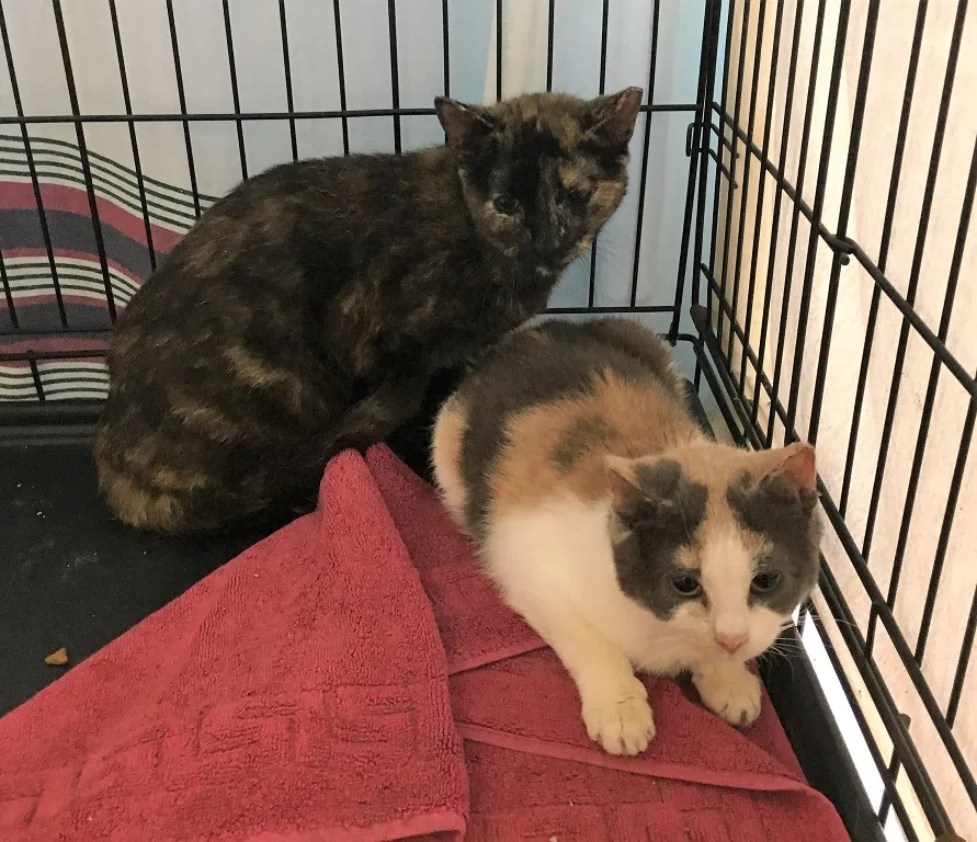 Wanted Barns For Cats CKBW