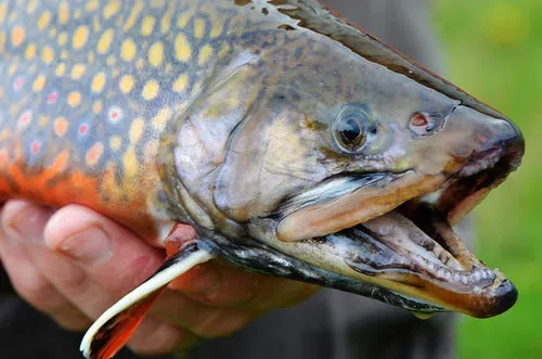 Anglers Gear Up For Fishing Following Record Year For Licences Sold