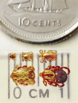 Lyme Disease Awareness Month: How To Prevent It