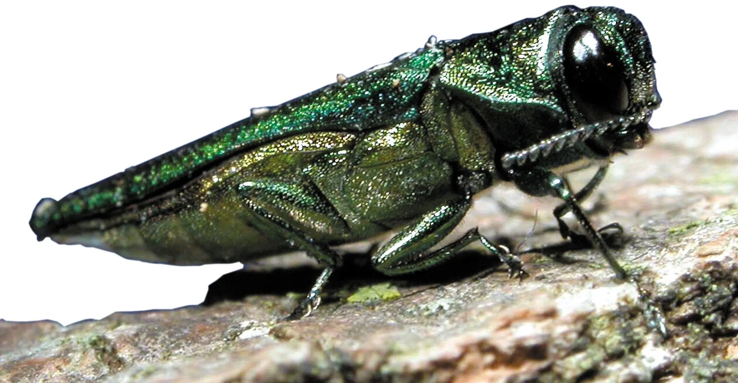 Public Asked To Be On The Lookout For Invasive Beetle Species