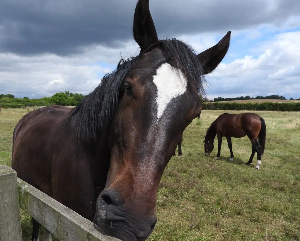 Hitchinbrook Farm Seeking Volunteers For Therapeutic Riding Program