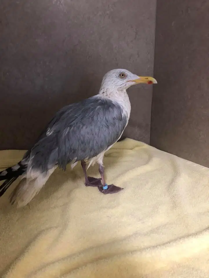 Yarmouth’s Rescued Seagulls Find New ‘Hope’