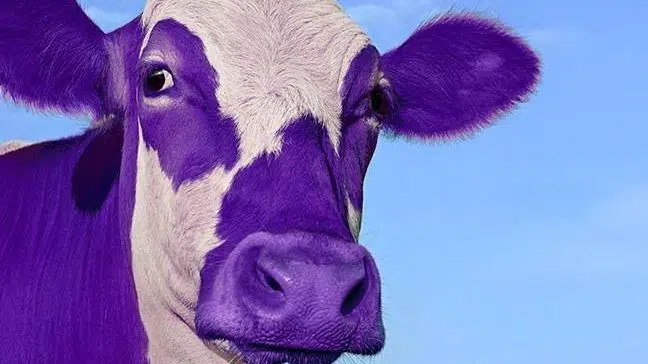 Purple Cow Internet provides more options