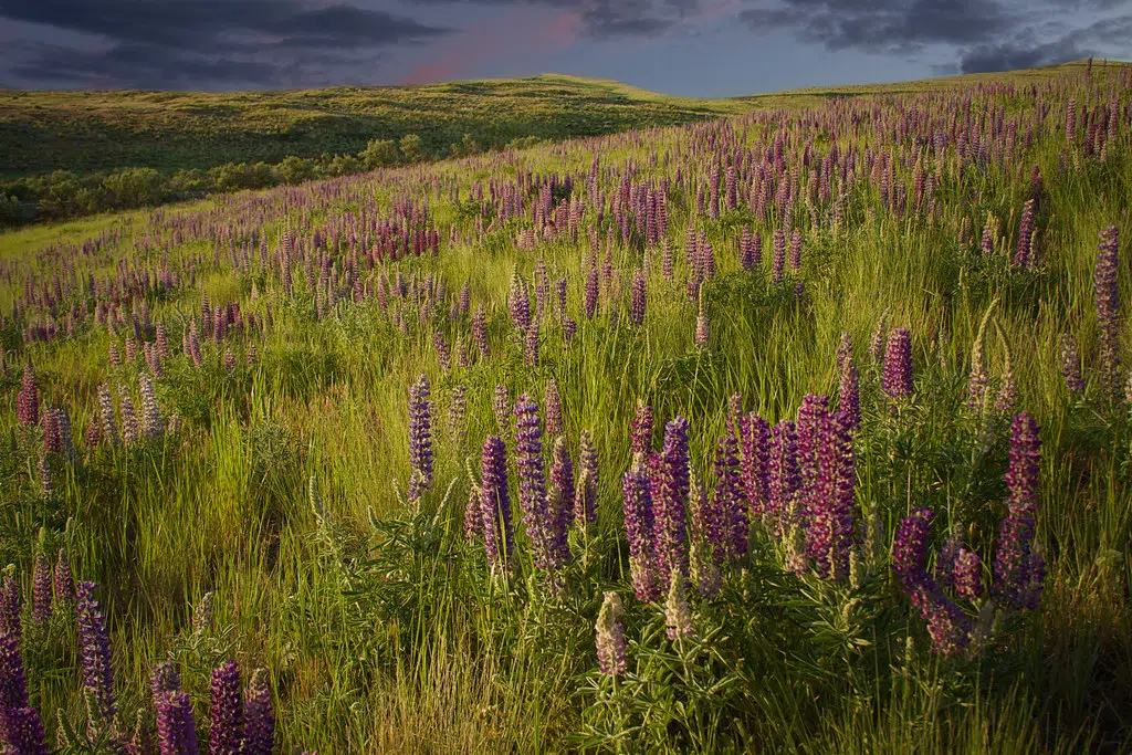 Non-Native Lupins Pose Risk To Biodiversity