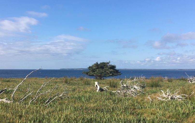 East Ironbound Island Hosting Creative Residency - Vimarsana News