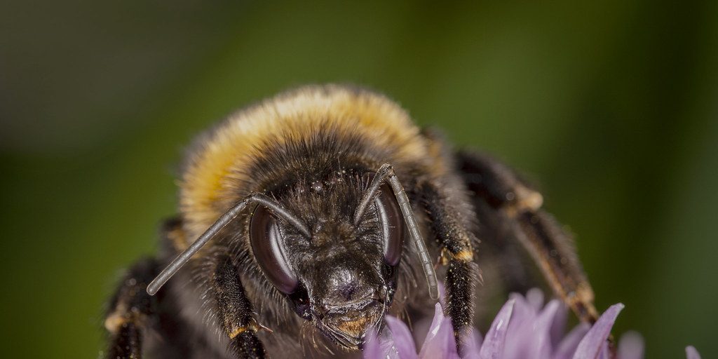 Bee Day | CKBW - Vimarsana News