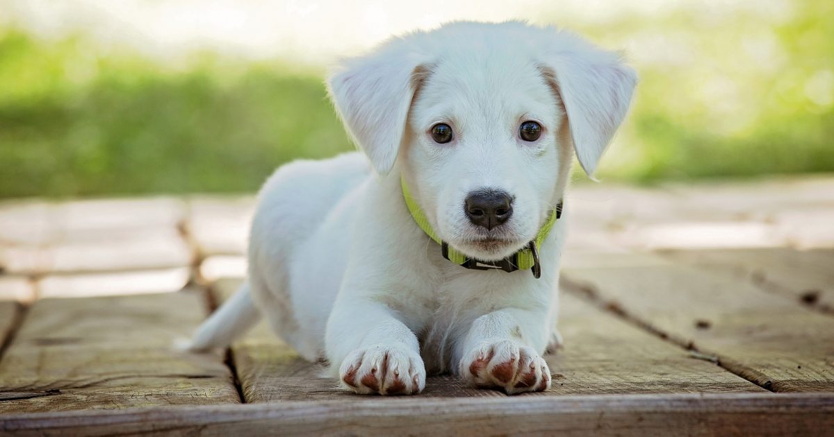 SPCA reminds Nova Scotians it's here to help as demand soars for services - Vimarsana News
