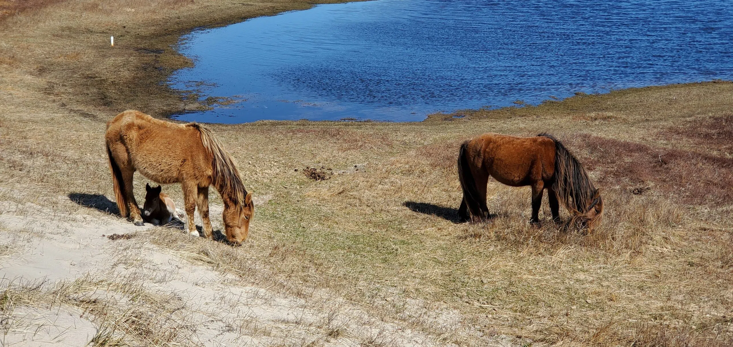 Study Underway On Sable Island Horses And Their Habitat Surge 105