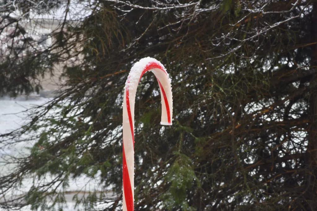 Edible Ornaments On Christmas Tree? CKBW