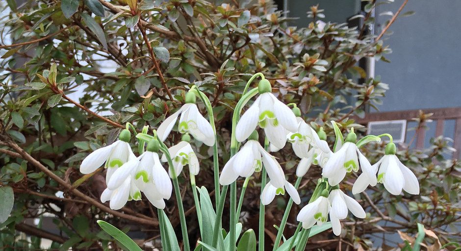 Spring Is (Almost) Here - Vimarsana News