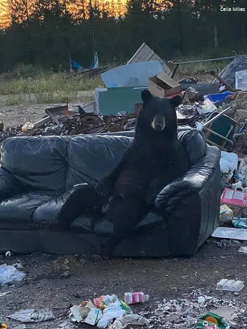 Bear Sits On A Couch At The Dump And A Listener Hilariously Captions The Picture 93 1 The Border
