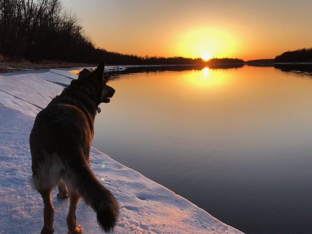 A German Shepherd Wondering…"What's Going On With Rainy River Ice?" - Vimarsana News