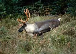 Province Releases Report on Woodland Caribou | 89.5 The Lake