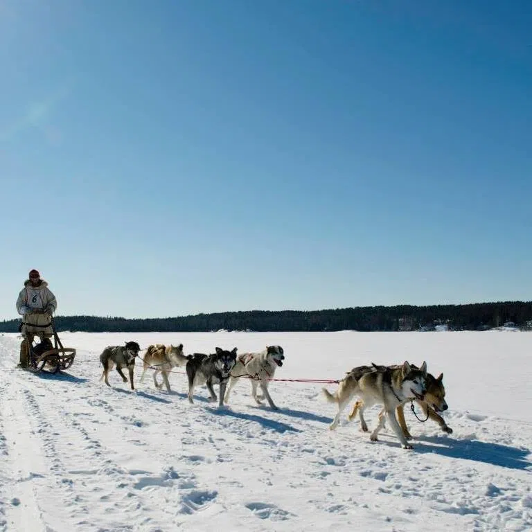 Trapline Challenge Dog Sled Race Seeking Teams | 89.5 The Lake