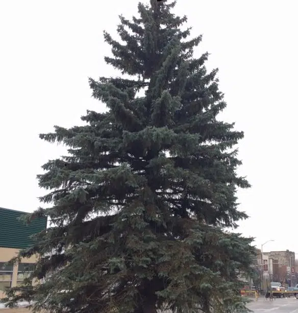 City Says Christmas Tree Coming Down This Morning 89.5 The Lake