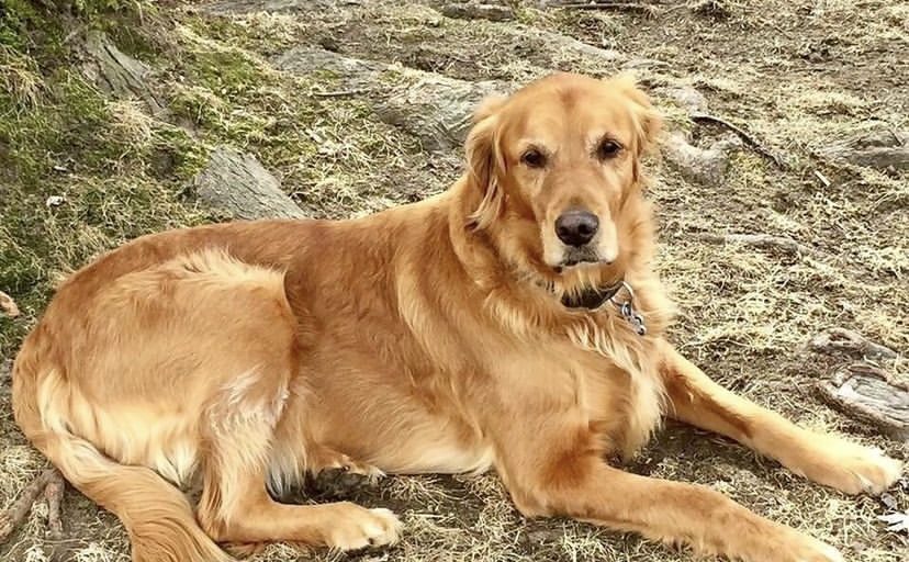Canine Longevity - Vimarsana News
