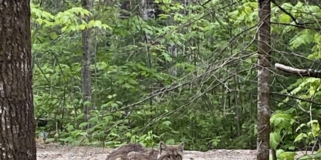 On The Hunt - Vimarsana News