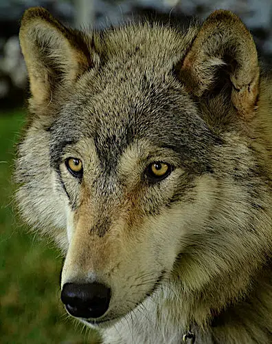 US Senator Johnson Introduces Bill Delisting Gray Wolf As Endangered