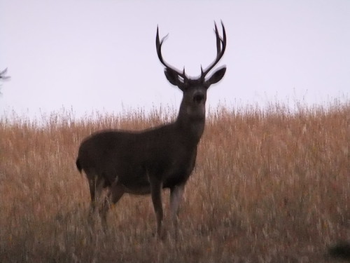 Opening Weekend Successful for Wisconsin Hunters - Vimarsana News
