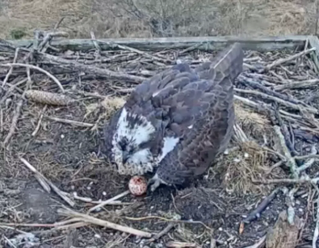 Woodland Dunes Nature Center Celebrates Laying of Osprey Egg Seehafer