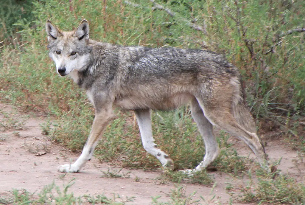 Wisconsin DNR Announces 2021 Wolf Hunting Season Seehafer News