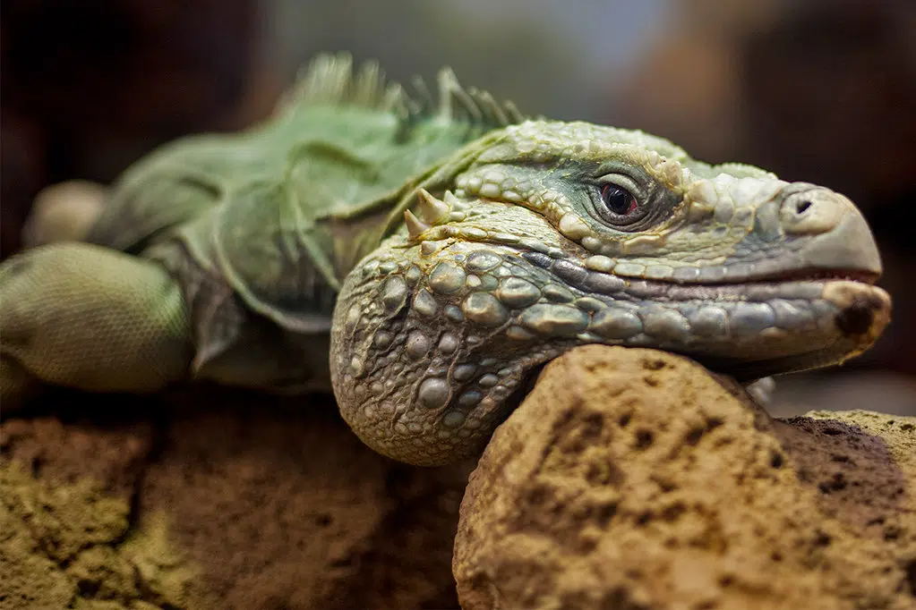 Dozens of Exotic Pets Surrendered During J and R Aquatic Animal Rescue