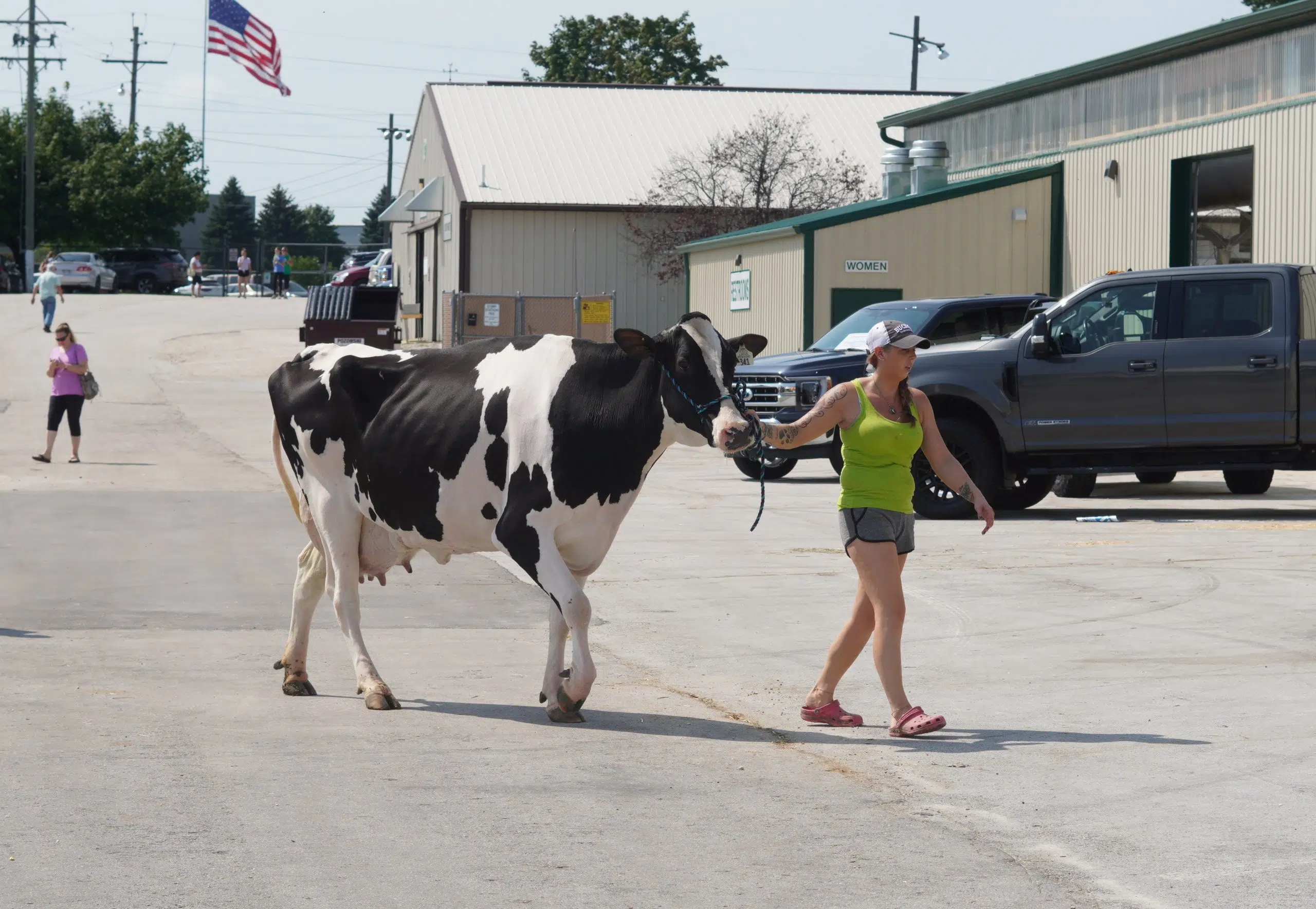 How is Cattle Judging Performed? Seehafer News