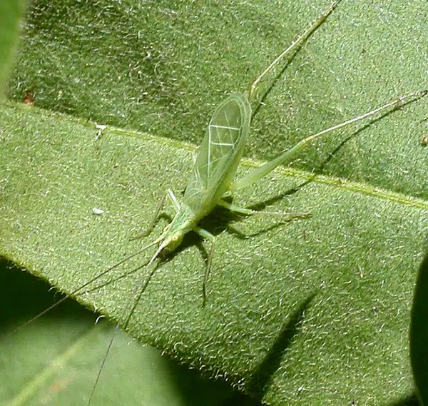 Ripples from the Dunes: Singing Insects