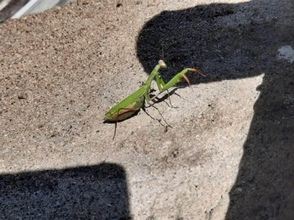 Ripples from the Dunes: Praying Mantis