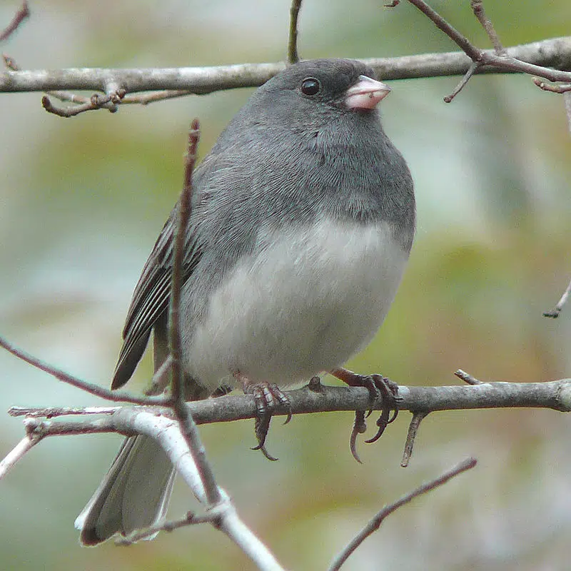Ripples from the Dunes: Arrival of the Juncos