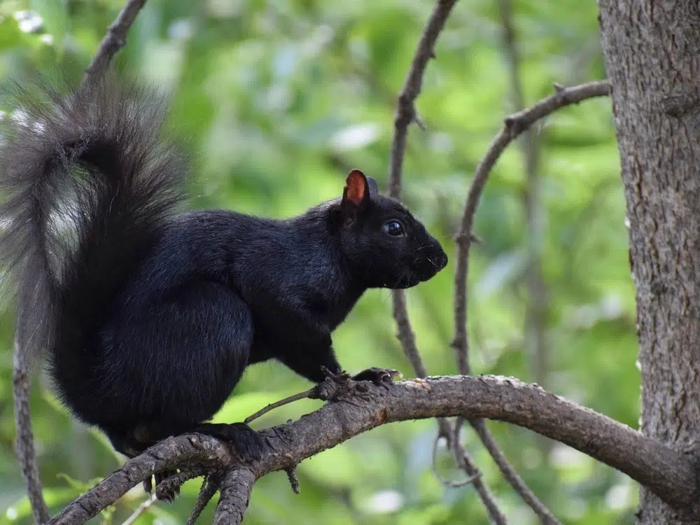 Ripples from the Dunes: Black Squirrels