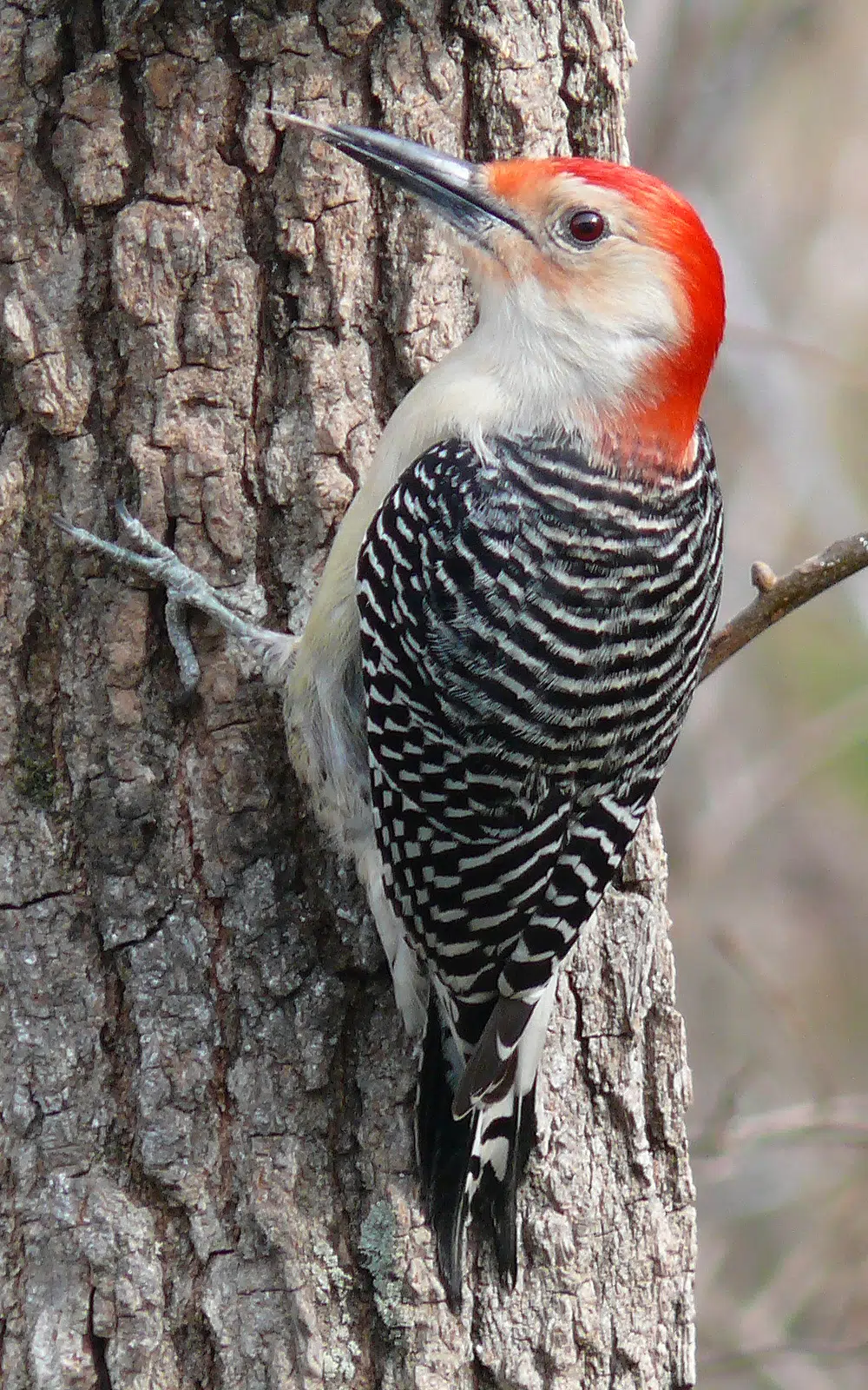 Red Bellied Woodpecker 27527 