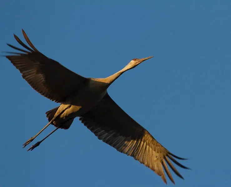 Ripples from the Dunes: Sandhill Cranes