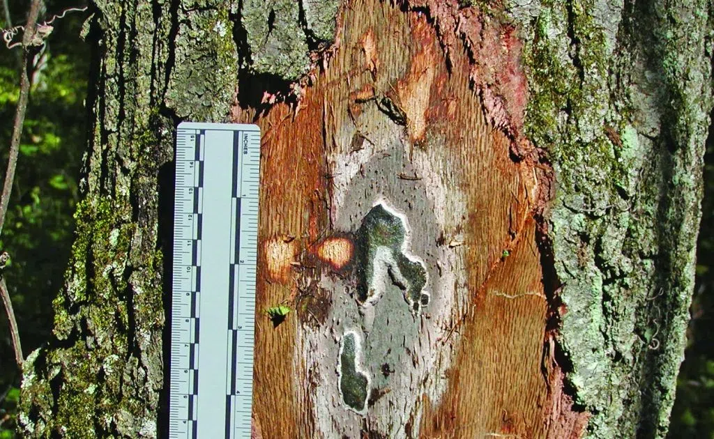 How Can You Help Protect Oak Trees From Oak Wilt Seehafer News