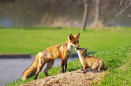 A pair of foxes in Zwick’s park, before being picked up by animal control and reunited with their mother. (Photo: Mark E. Hopper / Facebook)