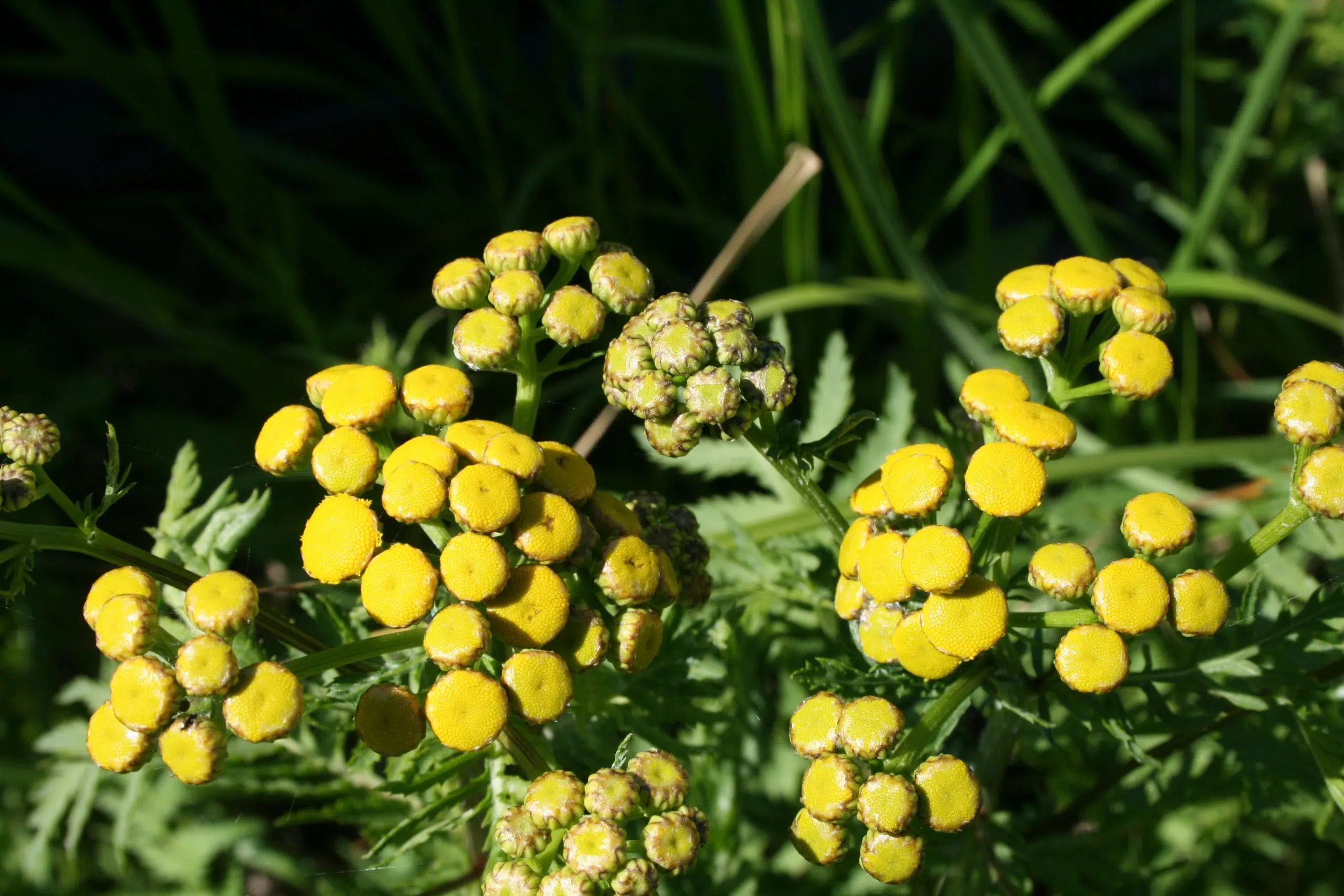 canada-s-second-invasive-species-awareness-week-may-16-23-green-quinte