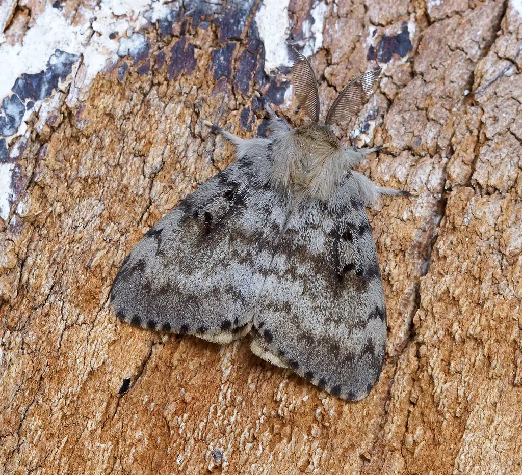 Prince Edward County offering tips to protect against gypsy moths