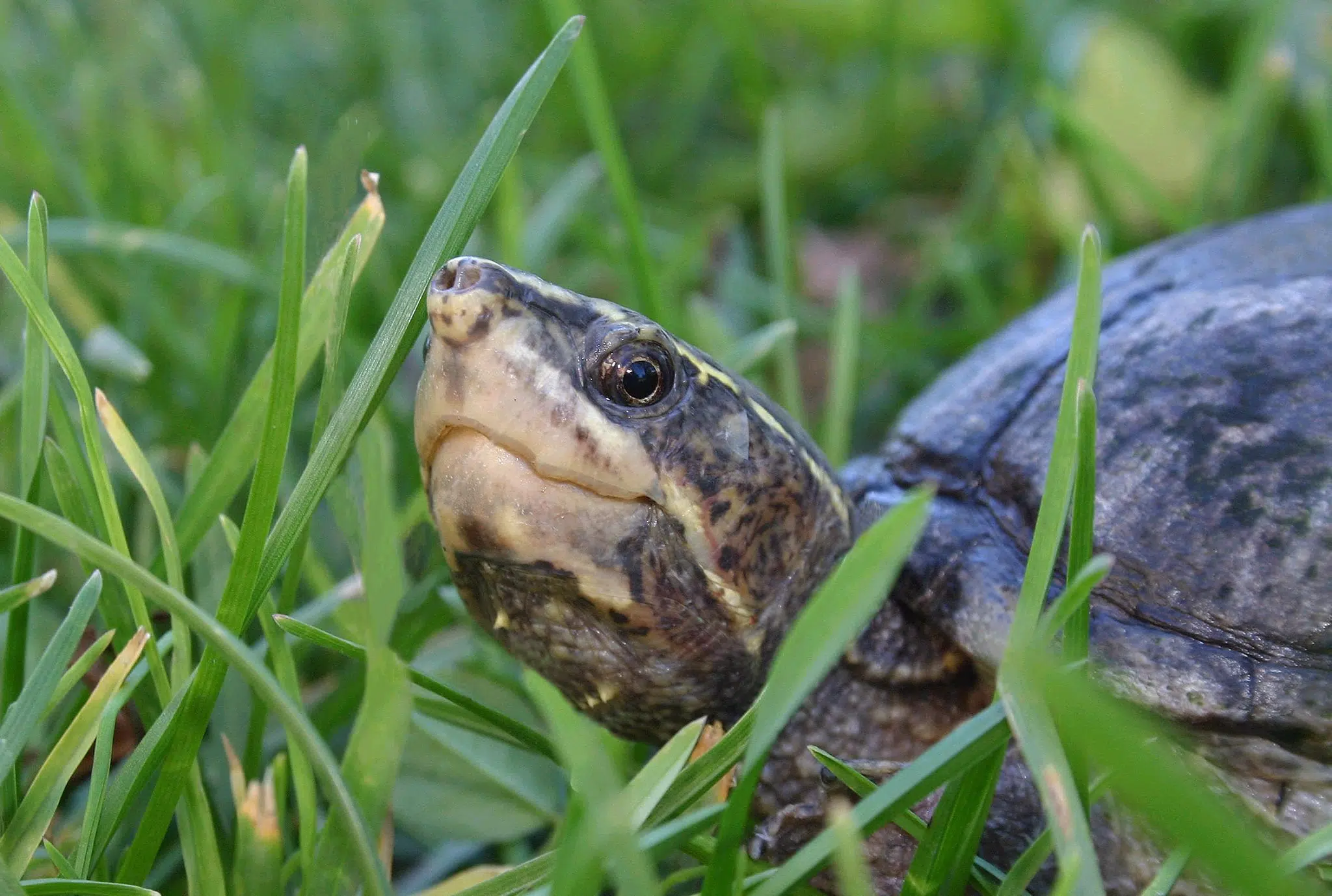 Walking to save turtles | Quinte News