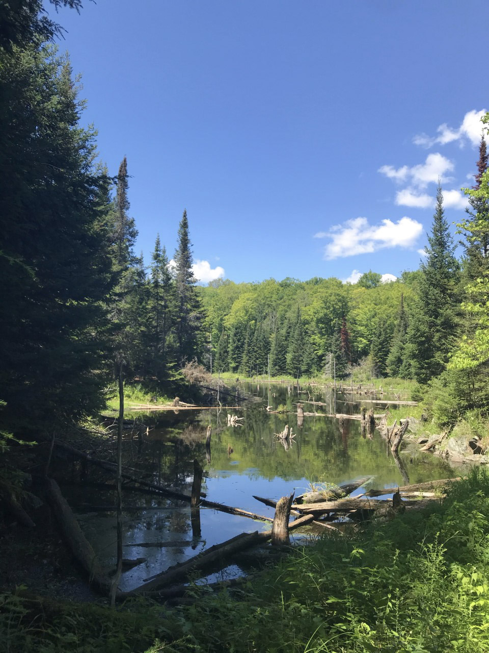 Province putting millions more dollars into protecting wetlands, grasslands and forests - Vimarsana News