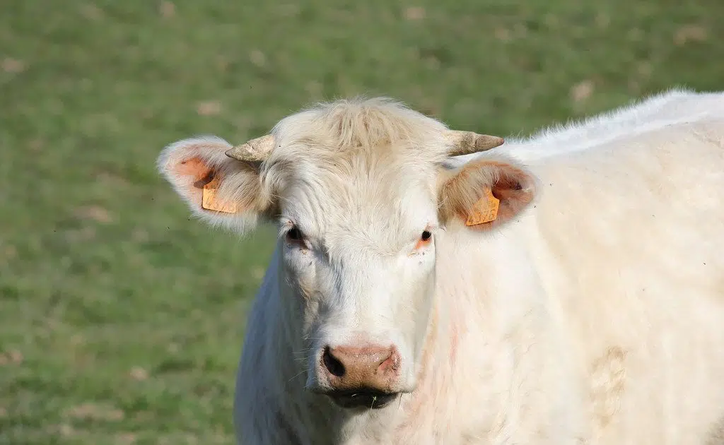 Wrangling loose cattle in Sophiasburgh | Quinte News