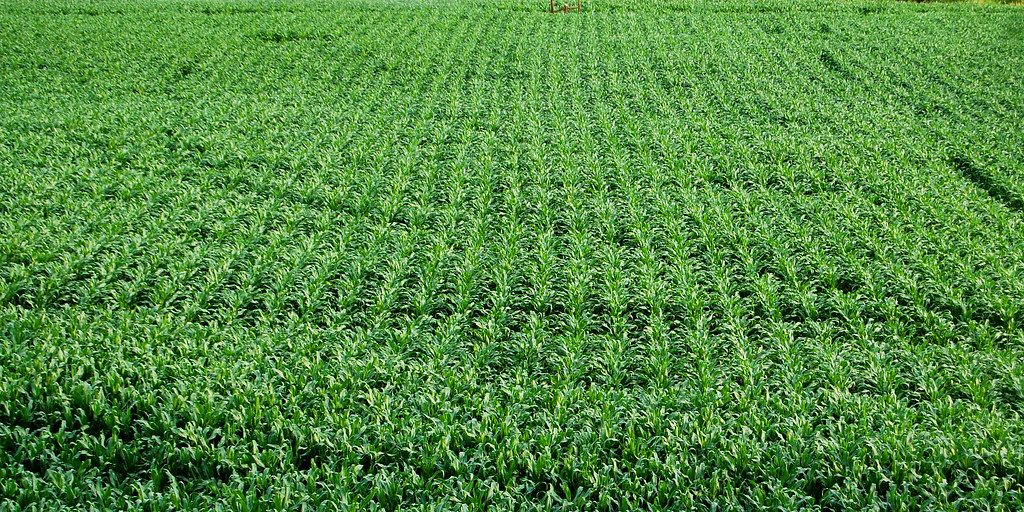 Crops progressing well - Vimarsana News