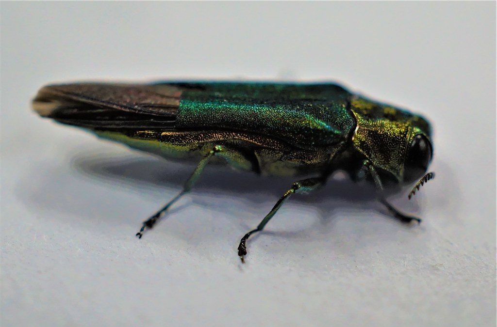 Battling the Emerald Ash Borer - Vimarsana News
