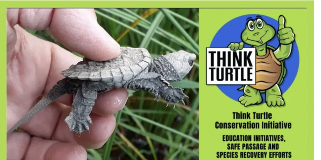 Think Turtle and watch out for turtle hatchlings - Vimarsana News