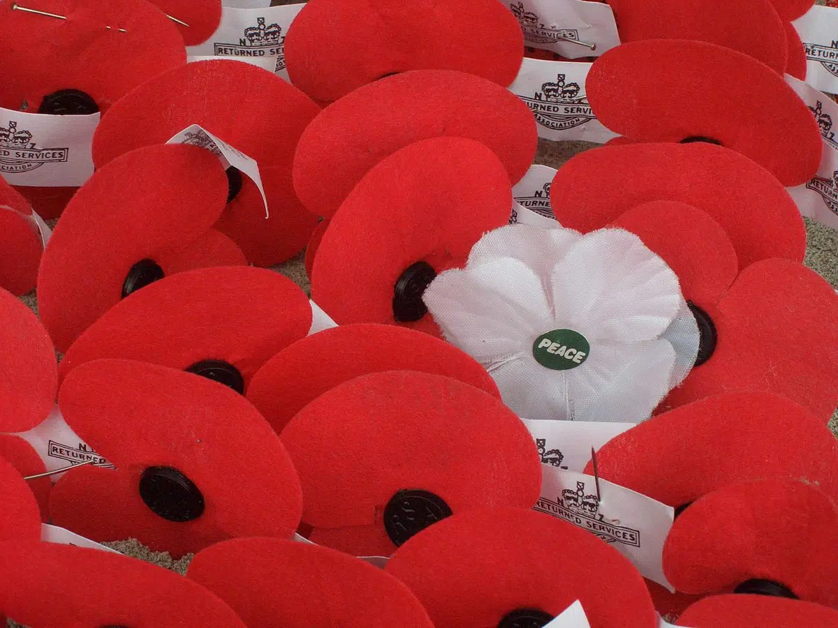 What Is The Difference Between Red And White Poppies 106 9 The X