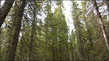 Not so Forested Forest City - Vimarsana News