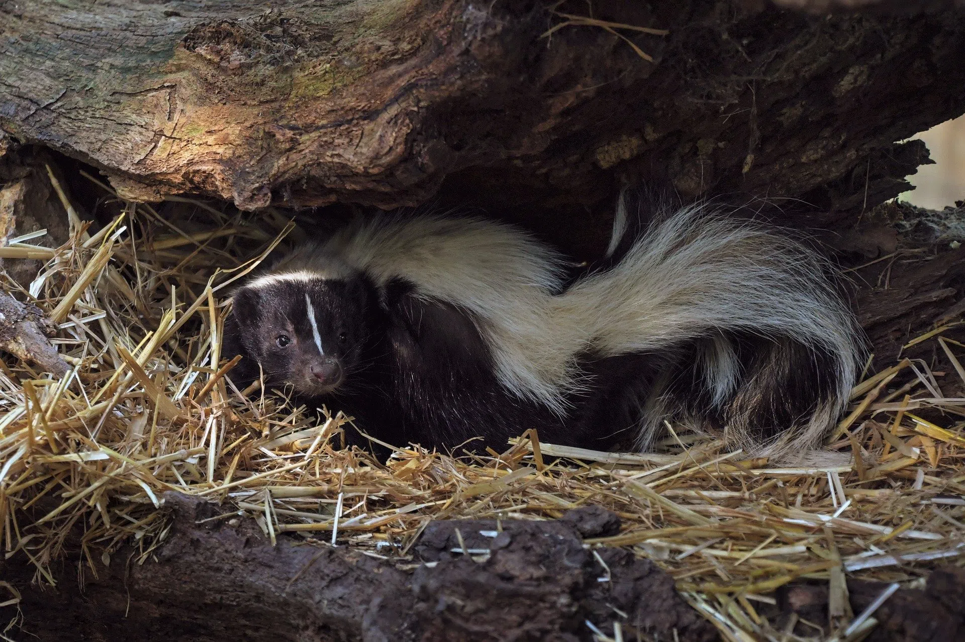 Beware of skunks during mating season